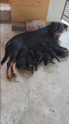 Rottweiler Puppies: Cute, Cuddly, & FULL OF MUSCLE