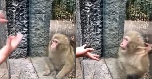 Viral video: Monkey awestruck by zoo visitor's magic trick; netizens say 'what witchcraft is this'