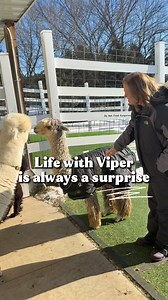 When you have a Suri alpaca with a big personality, nothing is unexpected. If you’re new here, meet Viper. He is full of all the cool dude energy you’d ever want. 😂 #funnyanimals #alpacas #animallovers #cuteanimals #farmlife | Eagle Eye Farm