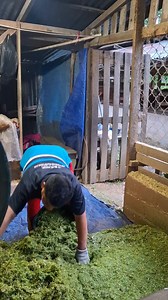 Pakan sapi dengan rumput gajah yang di coper #fypviral #mesincoper #pakanternak #fermentasi #zeebies #kidstoys #payitforward #familybonding #freetogoodhome #CommunitySharing | Pinal Opion