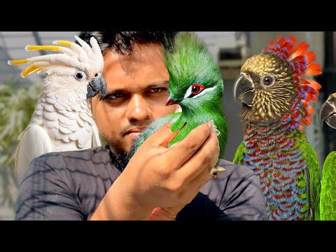 কোটি টাকার শখ পূরণ | Turaco, Cockatoo, Amazon, Macaw & more