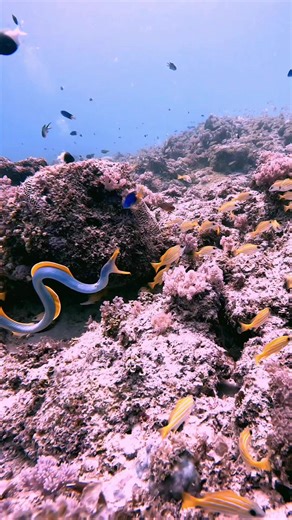 Ian Haggerty on TikTok