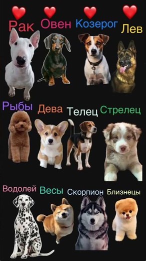 я риба а ти хто ?
