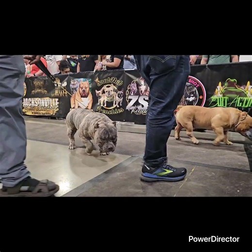 The Bully Dog Walk Out - Extreme Pocket Bullies