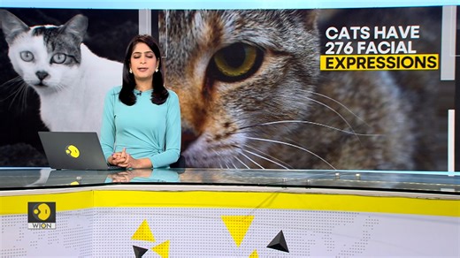 #Gravitas | have you ever wondered what your cat's facial expression means? Well, you might soon be able to find out. A new study by researchers at the University of California, los angeles (UCLA) has been investigating the different types of facial expressions cats use to communicate with each other. According to the study, cats have 276 facial expressions and some of their expressions are in common with humans. Molly Gambhir tells you more | WION