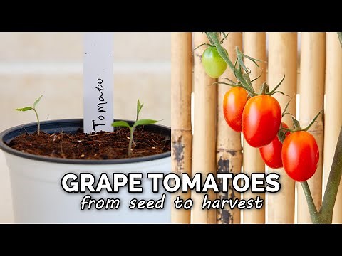 How to Grow Grape Tomatoes at Home | From Seed to Harvest