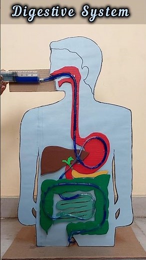 Digestive System Working Model #scienceproject #digestivesystem #shorts #diyprojects