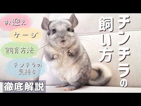 チンチラお迎えから飼い方までこの動画ですべてわかる！