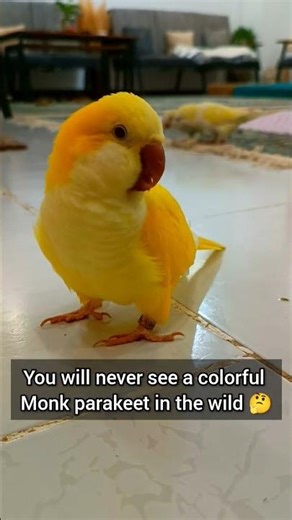 Why Are All Monk Parakeets Green?!🤔
