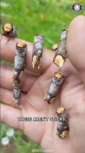 Buff-tip 🦋 This is NOT a Twig!