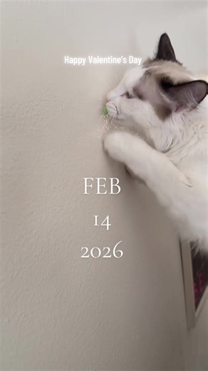 Happy Valentine's Day with Cute Cats