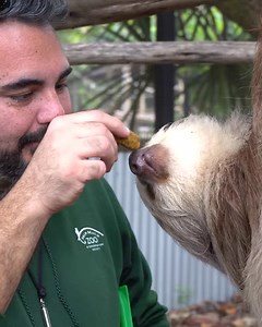 1.8K views · 175 reactions | Wilbur celebrated International Sloth Day the best way she knows how... munching on leaf-eater biscuits! | Palm Beach Zoo | Facebook