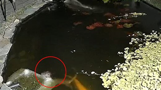 Moment cute predator breaks into pond to eat fish in midnight raid