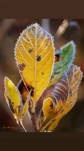 Set of frosty foliage from this morning In Great Swamp Management Area. | RI Image