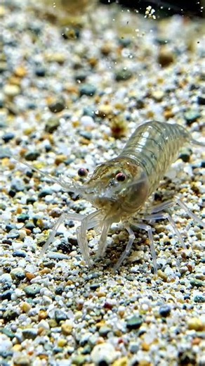 Ghost Shrimp (Palaemon paludosus)