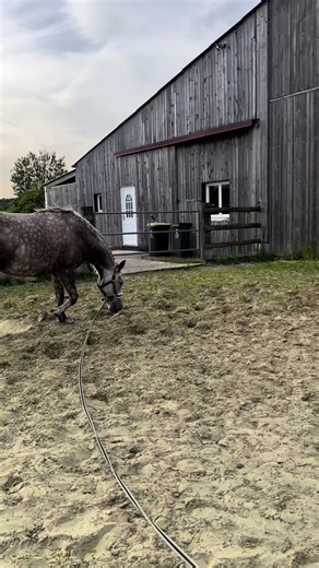 Longe Equitation Techniques: Basic Longeing Tips for Horses
