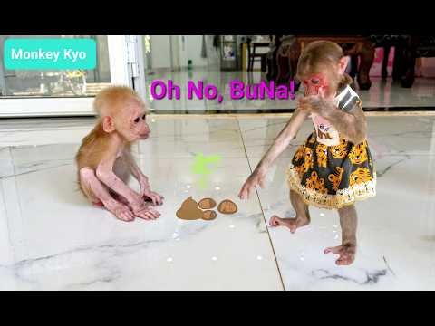 Baby monkey BuNa causes big trouble...Kyo's actions will surprise you!