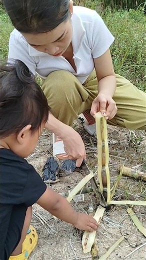 Cutting sugarcane 😀 #shortvideo #shorts