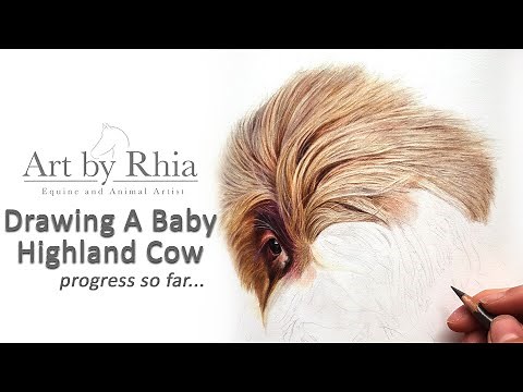 Drawing A Highland Cow - Real time