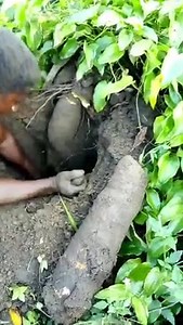 11 reactions · 4 comments | PLANTING AND HARVESTING YAM The Bigger...