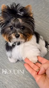#biewer #yorkie #yorkshire | Yorkshire Terrier vom Home of Harmony