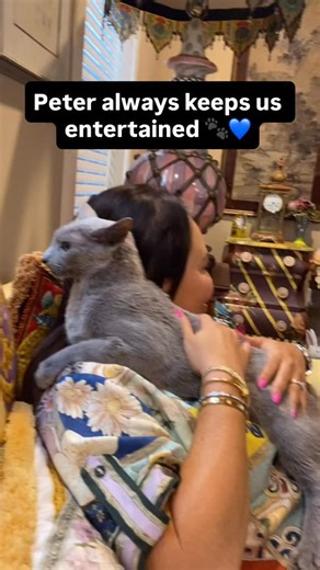 12K views · 52 reactions | Meet Peter, our Russian Blue, who knows...