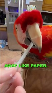 Why Wild Parrots Preen Each Other! 🌿 #nature #birds #parrot