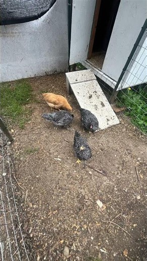 Growing chickens 🐓❤️ #farminglife