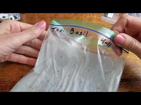 Germinate Seeds Baggie Method & paper towel, fast germination