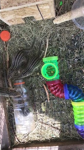Ground squirrels fight inside a bottle #groundsquirrel #fighting #cuteshorts