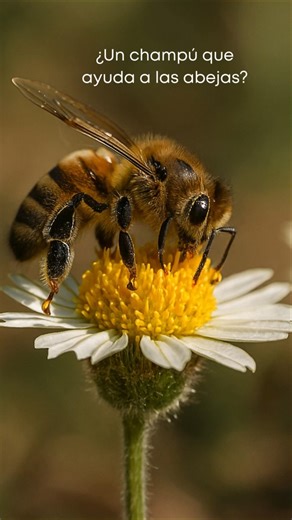 ¿Un champú para perros y gatos puede ayudar a proteger a las abejas?