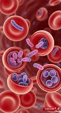 Malaria and Life Cycle of Plasmodium | Causes, Transmission & Prevention Explained