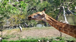 Portrait of an African giraffe in its natural habitat chewing leaves from trees. Animal protection. Animal in the national park. Funny Wildlife mammals of South Africa. Safari outdoor travel adventure