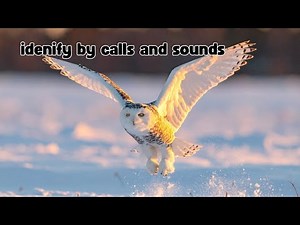 Snowy Owl Calls and Sounds (2026) Learn the Calls these Birds Make