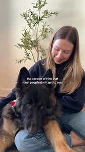 The Sweet Side of German Shepherds as Lap Dogs