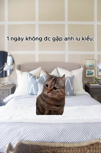 Memes Mèo Hài Hước và Đáng Yêu