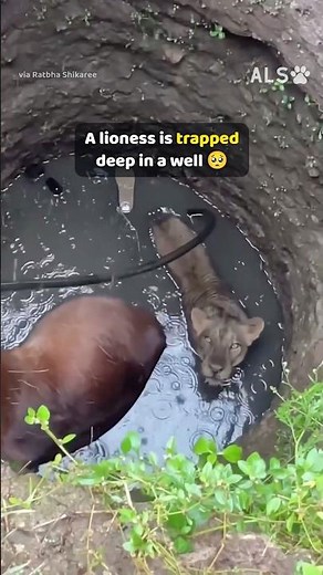 Villagers unite to save a trapped lioness from a deep well 🦁❤️ #AnimalRescue #LionRescue