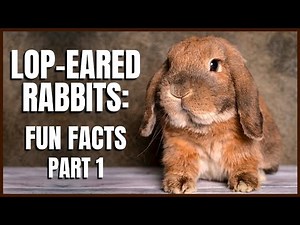 Lop Eared Rabbits: Fun Facts (Part 1)