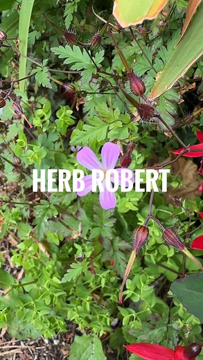 448 reactions · 17 shares | Herb Robert is a pretty little plant I’ve...