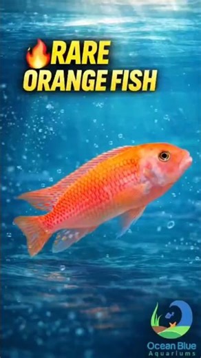 RARE ORANGE FISH 😱 | Stunning Color & Beauty | Aquarium Highlight