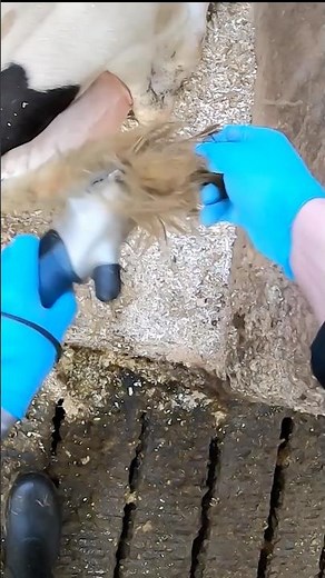 🥛🐄 Clean Cows, Calm Cows ✨ | The Simple Dairy Routine Farmers Swear By