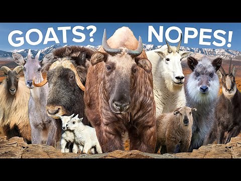 The Closest Relatives to Goats & Sheep