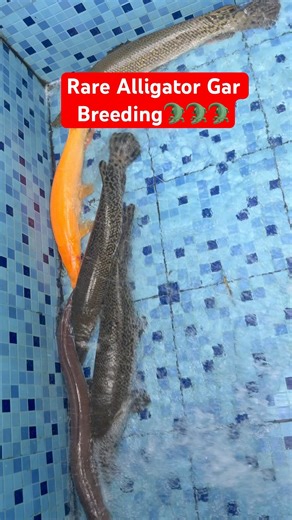 Alligator Gar🐊Fish Breeding-This is Rare😱🐊#shorts