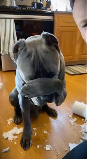 guilty dog tries to play innocent #hilarious #dogs