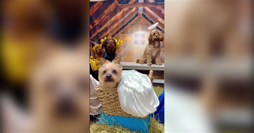 Too cute: Daycare dogs in full costume for Nativity scene