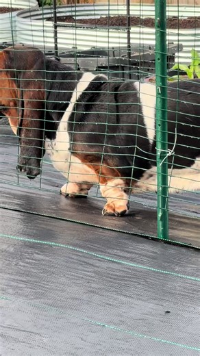 Basset Hound Garden Project: Tips for Pet-Friendly Spaces