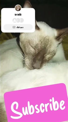 Siamese Cat and Oriental Shorthair Take the Cutest Nap Together 😴🐾 | Sleeping Cats Compilation