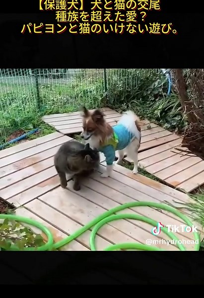 犬と猫の愛、パピヨンと仲良し遊び