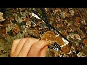 How to Dry mushrooms. No Dehydrator Needed!