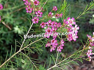 Flor De Cera De Geraldton, Cera, Chamelaucium Uncinatum: Cultivar 🌿 Tudo Sobre Jardinagem E Projeto Do Jardim - 2025